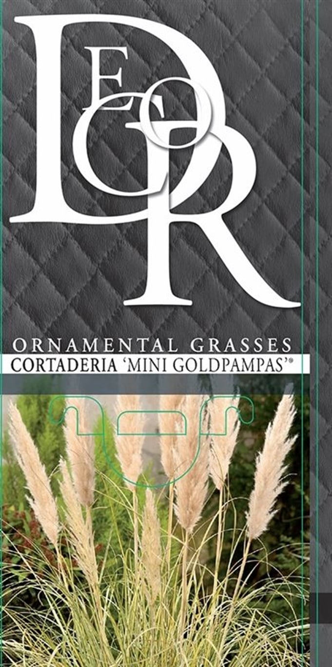 Cortaderia s. 'Mini Goldpampas' - C2
